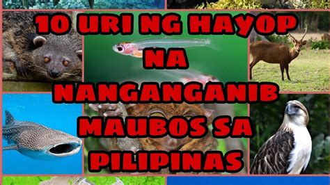 maubos in tagalog|Meaning of maubos .